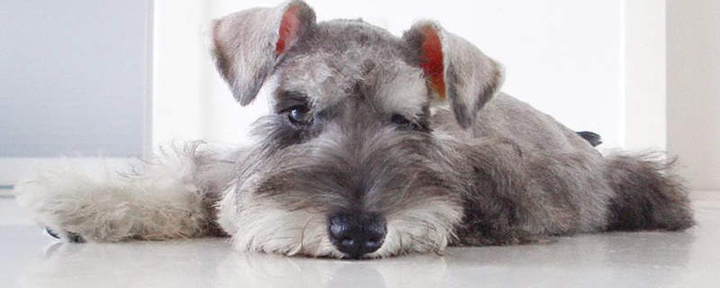 How much is a schnauzer