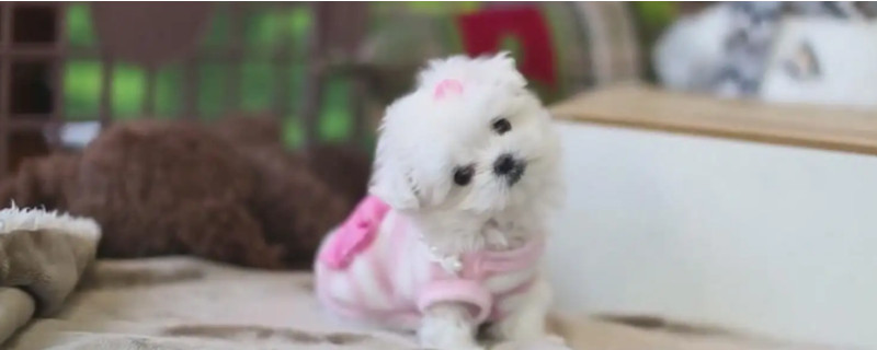 How much is a teacup dog