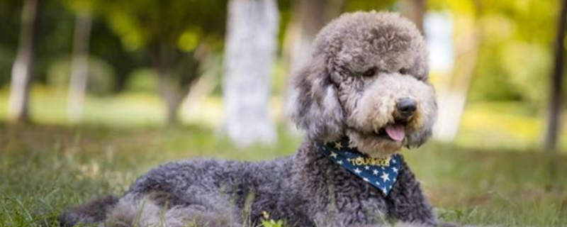 How much is a giant expensive dog