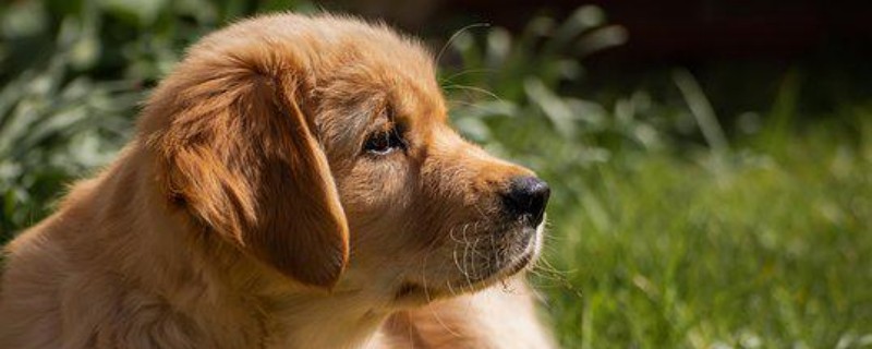 Does the golden retriever recognize its owner?