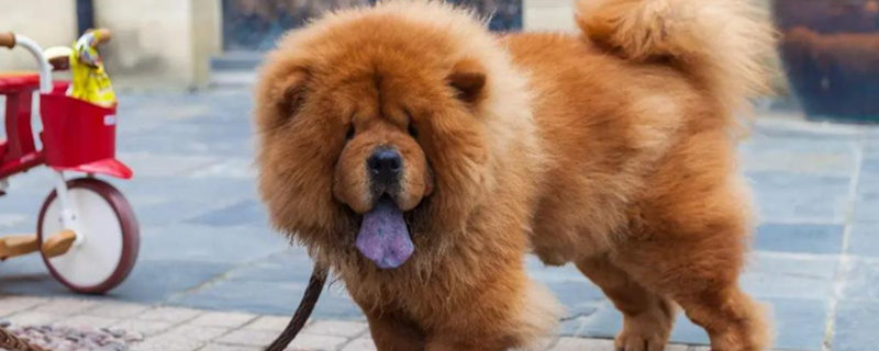 How much is a Chow Chow?