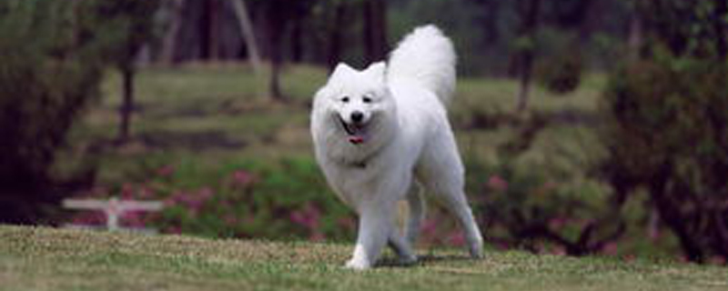 Can a Samoyed recognize its owner?