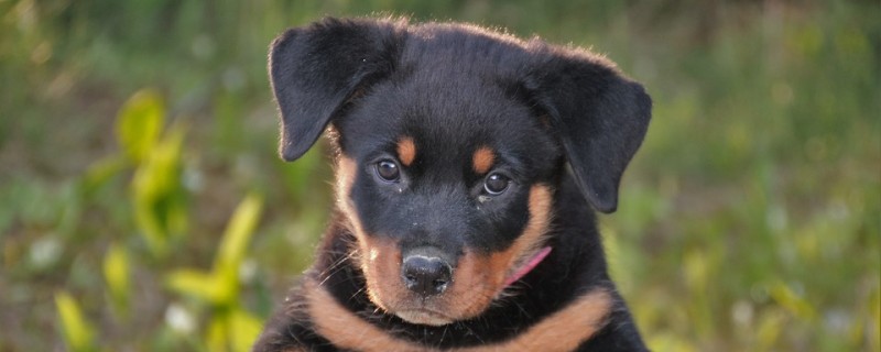 Does the Rottweiler only recognize one owner?