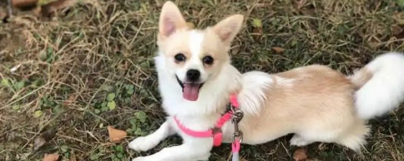 Do stray dogs only recognize one owner?