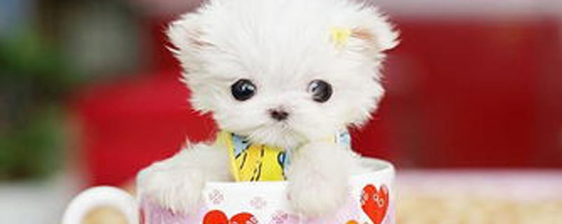 Do Teacup Dogs Know Their Owners?