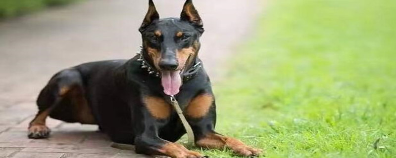 Do Doberman Pinschers recognize their owners?
