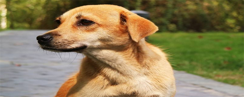 How much is a Labrador?
