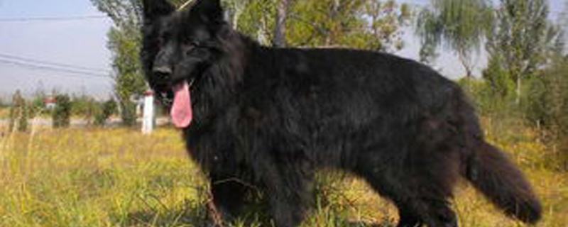 Does the black bear dog recognize its owner?