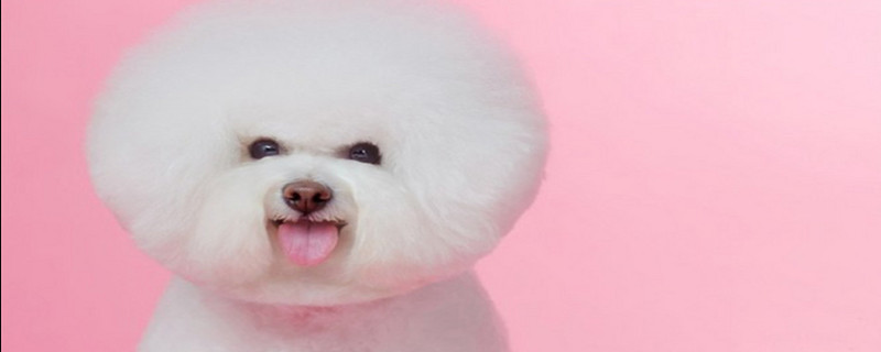 Does the Bichon Frize recognize its owner?