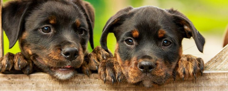 Does the dog recognize the new owner?