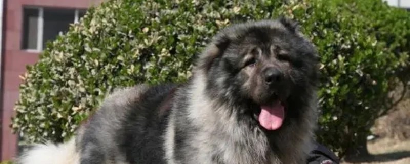 Does the Caucasus recognize the owner?