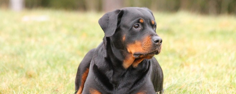 Does the German Shepherd recognize the owner?
