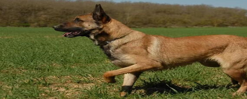 Do military dogs recognize their owners?