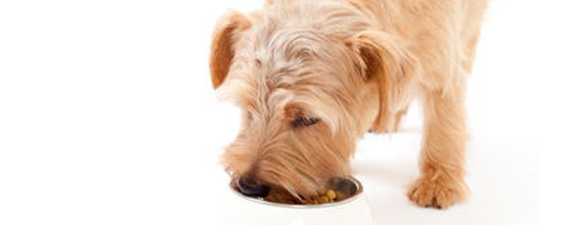 Can dogs have some cat food?