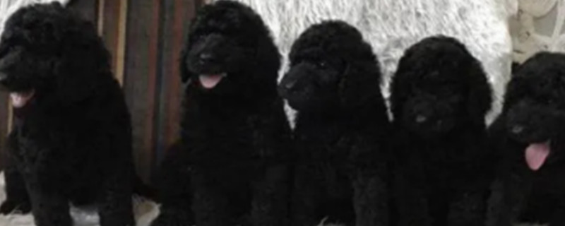 Which color is the most expensive for giant noble dogs