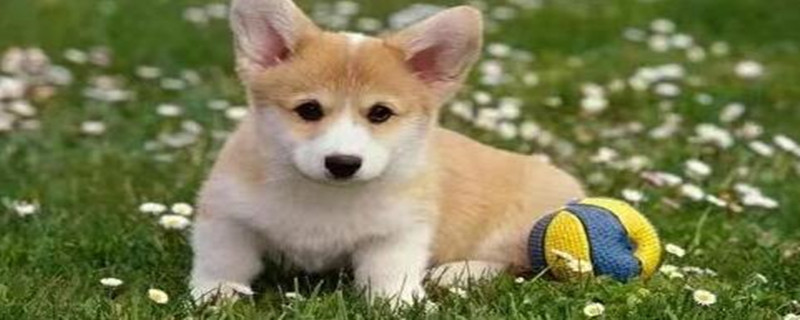Can puppies eat cat food and strips?