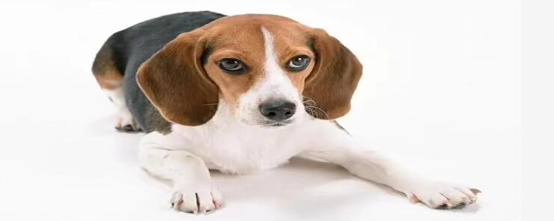 Can dogs eat cat food and strips?