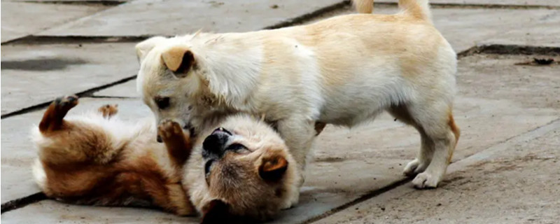 Can a puppy heal itself after being bitten by a big dog?