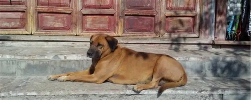 Signs of trauma in dogs