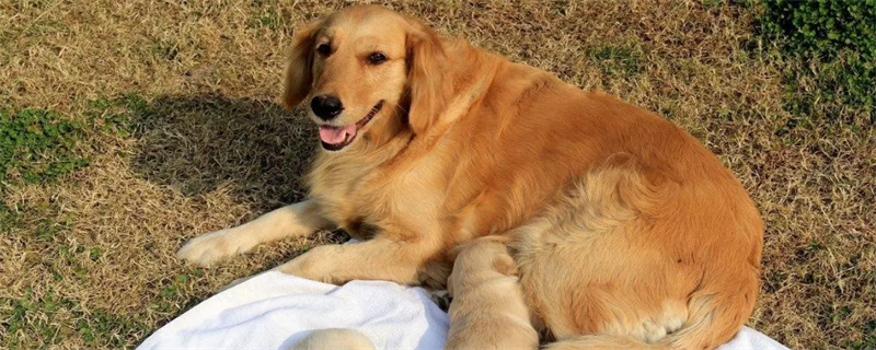 The golden retriever began to grow rapidly in a few months