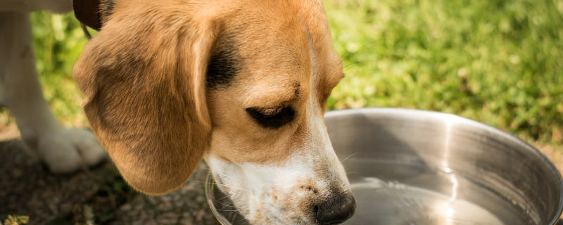 If the dog is lost for a few days, there is no need to find it