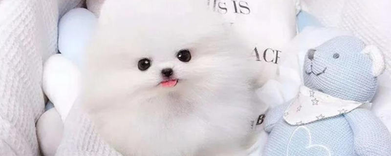 Where can I buy a teacup dog for 10 yuan?