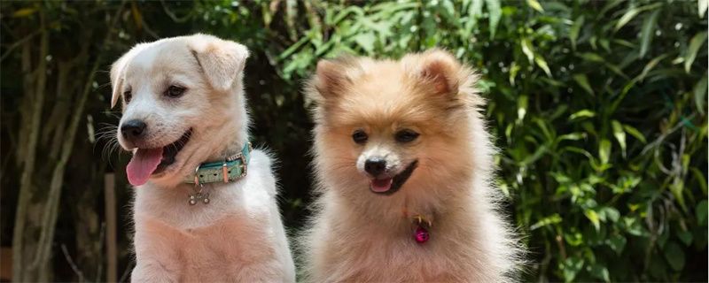 Can dogs eat girl fruit?