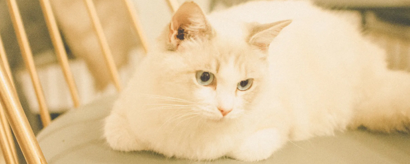 Cat diarrhea usually heals itself in a few days
