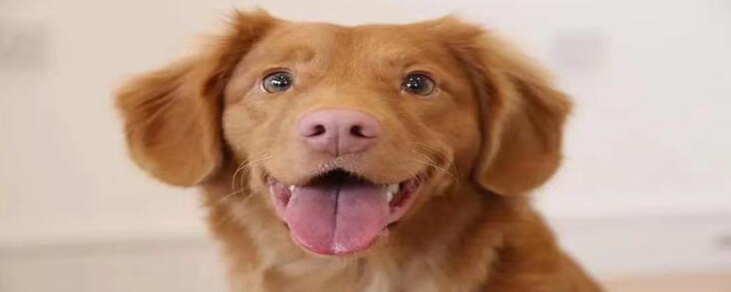 Can adult dogs eat cat food?