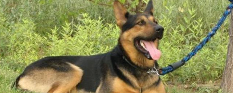 Can German Shepherds Eat Canned Cat Food?