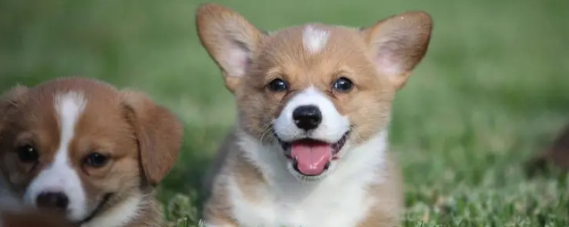 Can puppies eat cat bones?