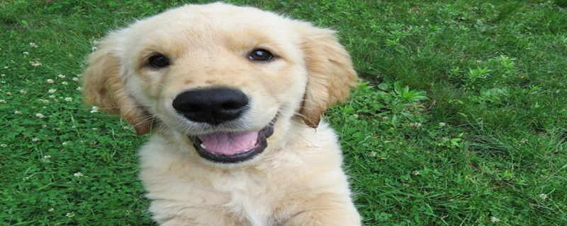 How many owners does the Golden Retriever recognize in its life?