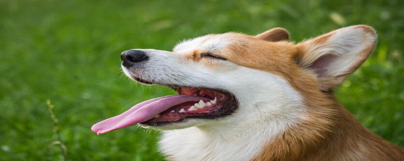 How long does it take for a dog to recover from heatstroke?