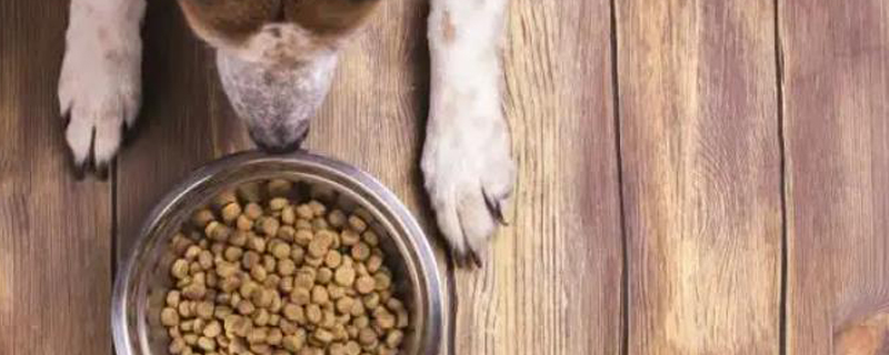 Can Short Haired Dogs Eat Cat Food? Can Short Haired Dogs Eat Cat Food?