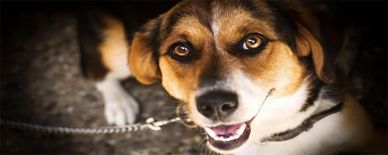 Will you take revenge if you hit a dog?