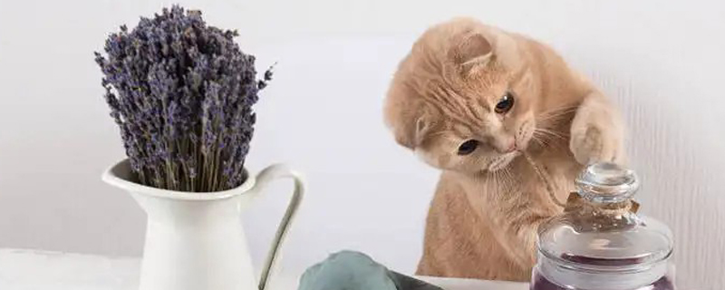 Can two month old cats eat blueberries?