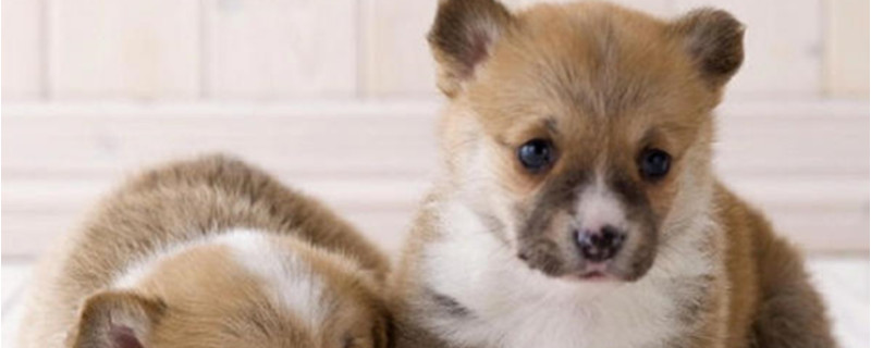 Can milk dogs eat canned cat food?