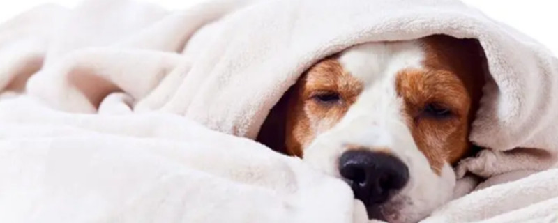 What are the symptoms of canine distemper. Symptoms of distemper.