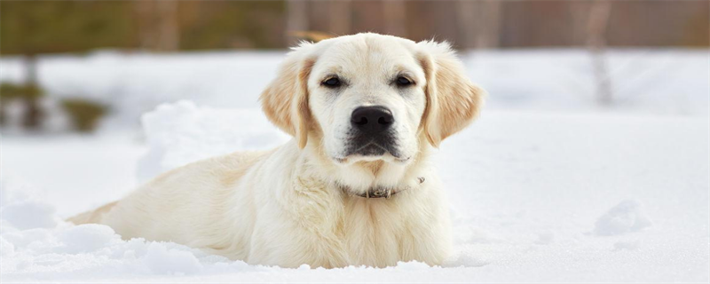 What is the normal body temperature of a dog?
