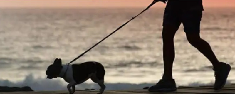 How to report walking the dog without a leash