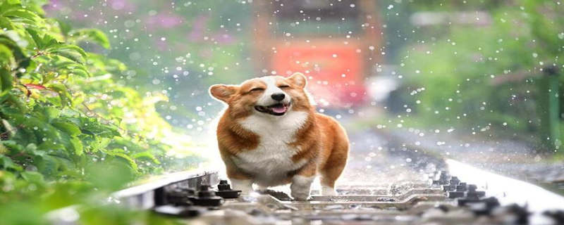 do dogs sweat do dogs sweat