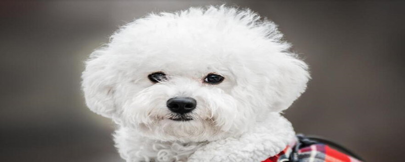 small dog breeds