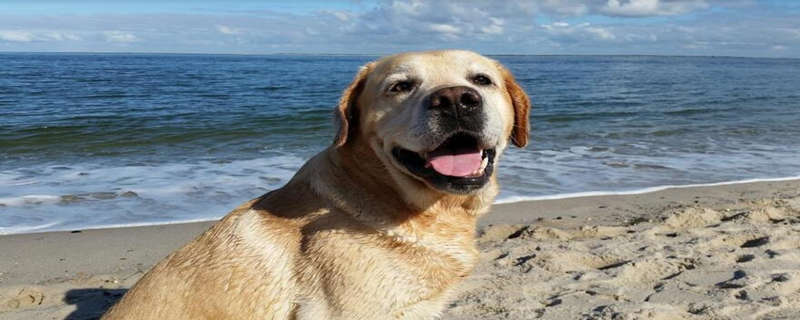 How can a poor Labrador be raised without money?