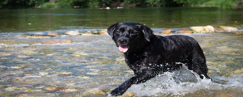 Why can't black dogs be kept for three years?