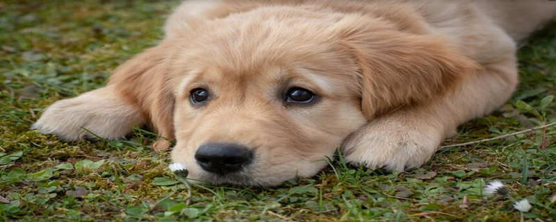 How long does it take for a puppy to reconcile with its owner after being spanked