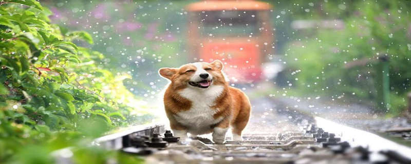 How often do dogs take a bath in summer