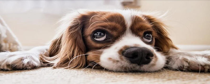 Is it normal for dogs not to eat much in summer?