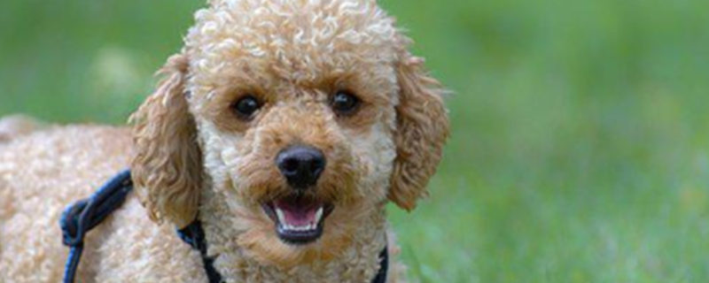 Does Teddy shed hair?