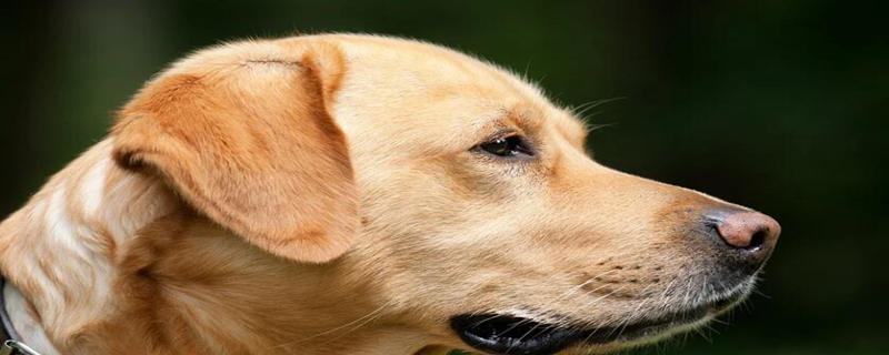 Do Dogs Pain When They Die?
