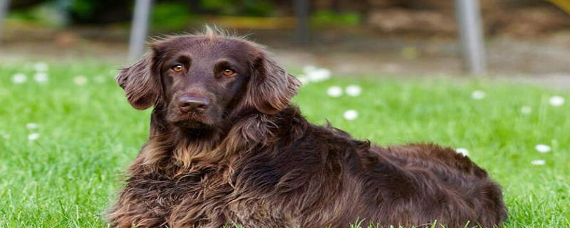Is it okay to ban dogs and apply for a dog license?